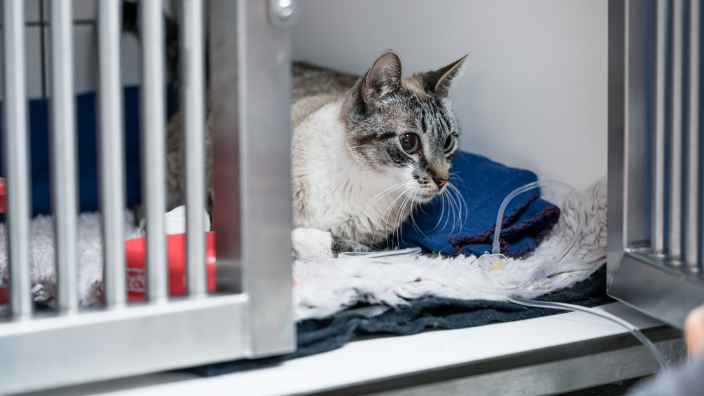 The cat is being treated at the veterinary clinic: the cat's body temperature has dropped due to the disease