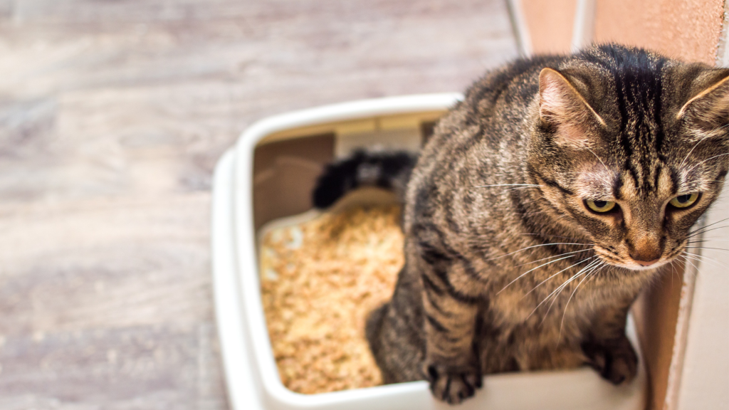 the cat has difficulty urinating due to stone disease