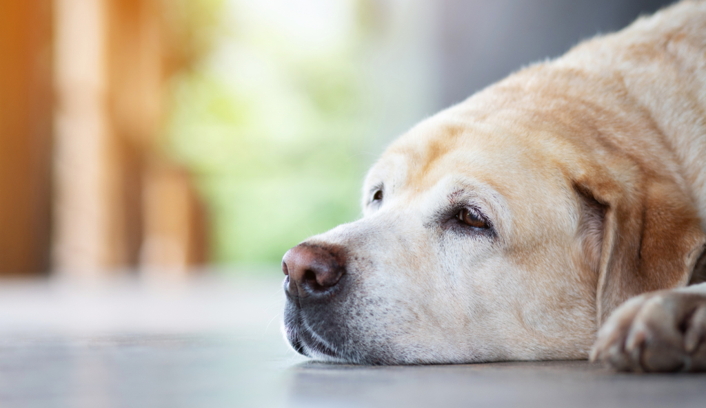 letting dogs sleep at home