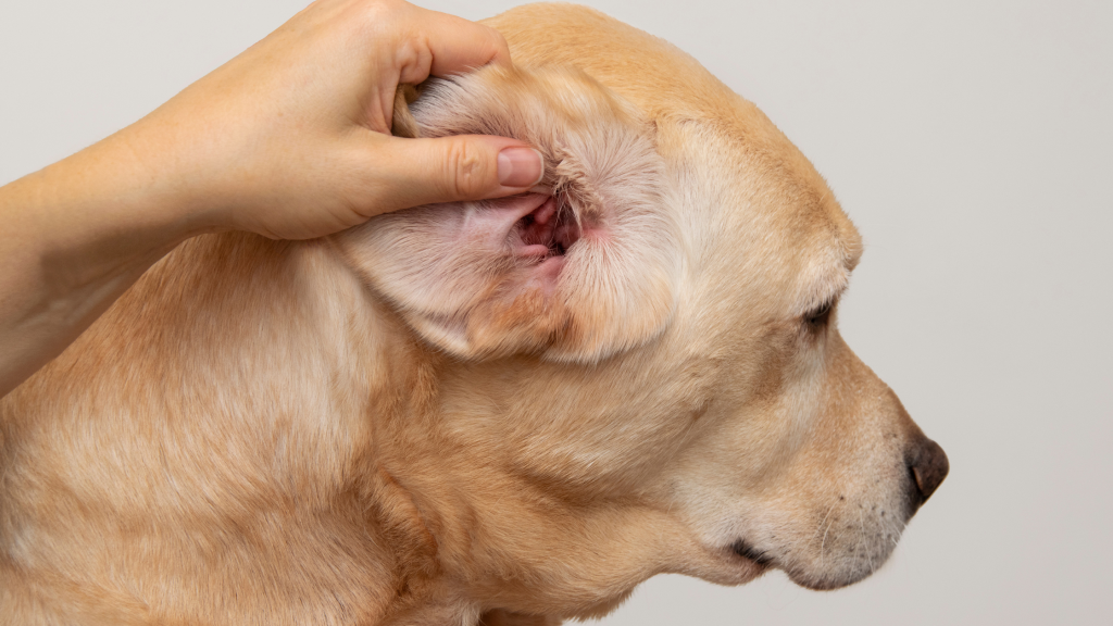 dog skin disease fungus