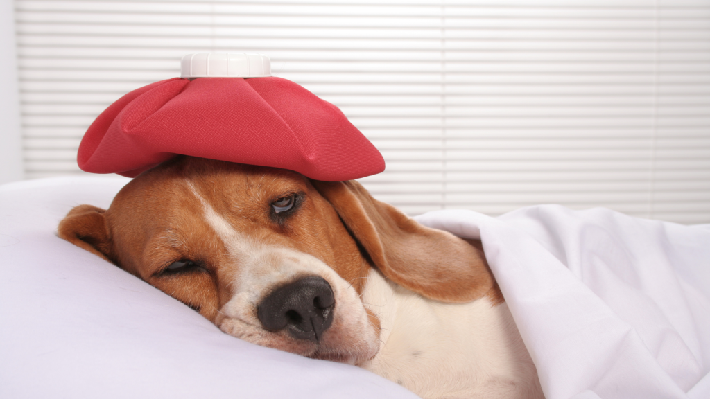 the dog at home has a cold head from pain