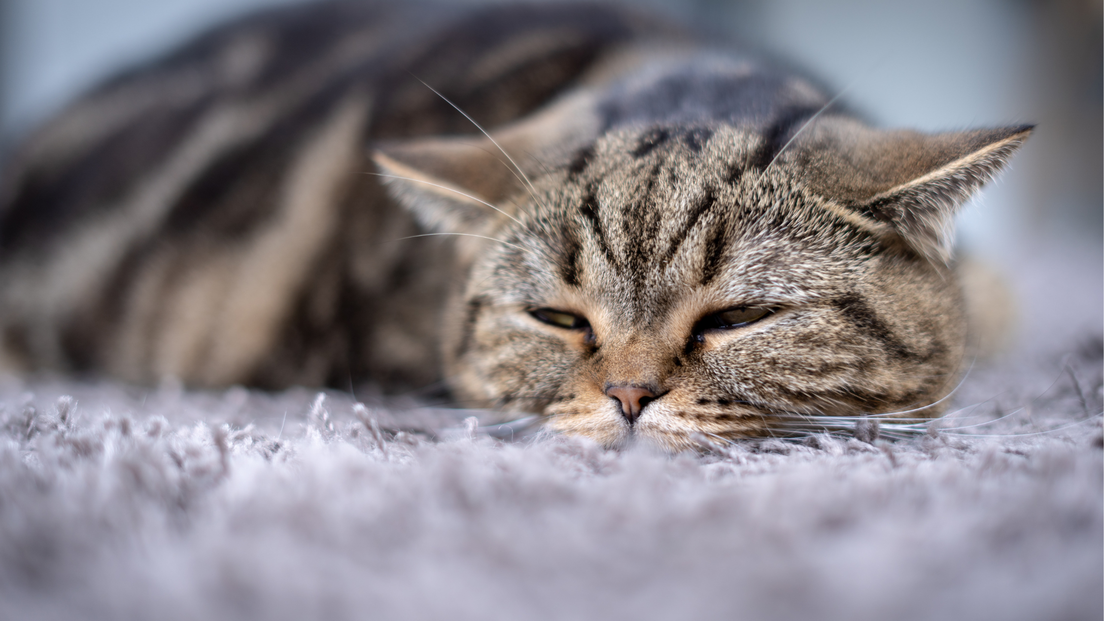 the cat does not eat or drink, but sleeps and is lethargic