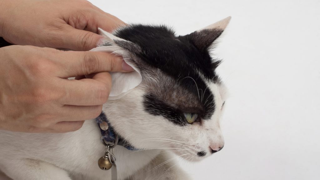 cat ear mites