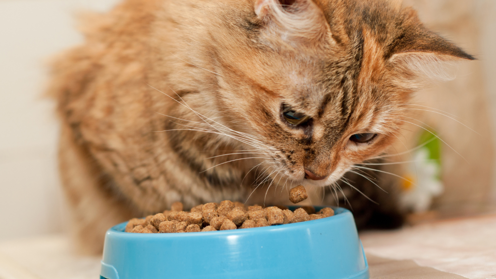 dry cat food