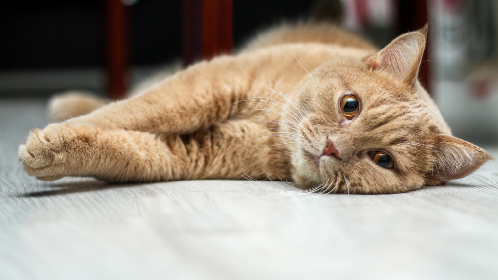 lying cat