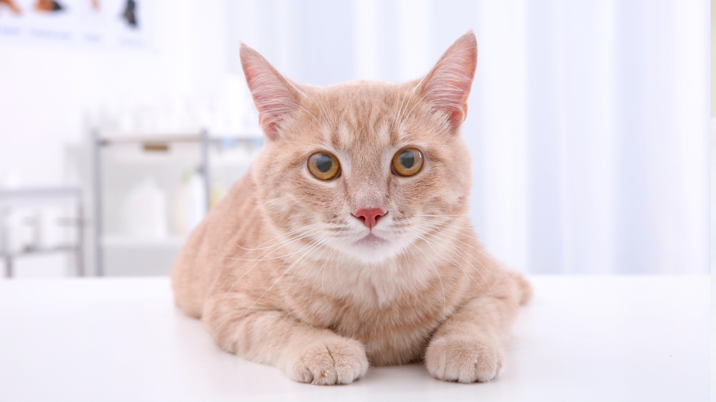the cat will be dewormed at the veterinary clinic