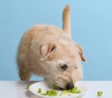 Your dog can eat these vegetables