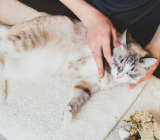 Cat skin diseases and their symptoms. When should you consult a vet?