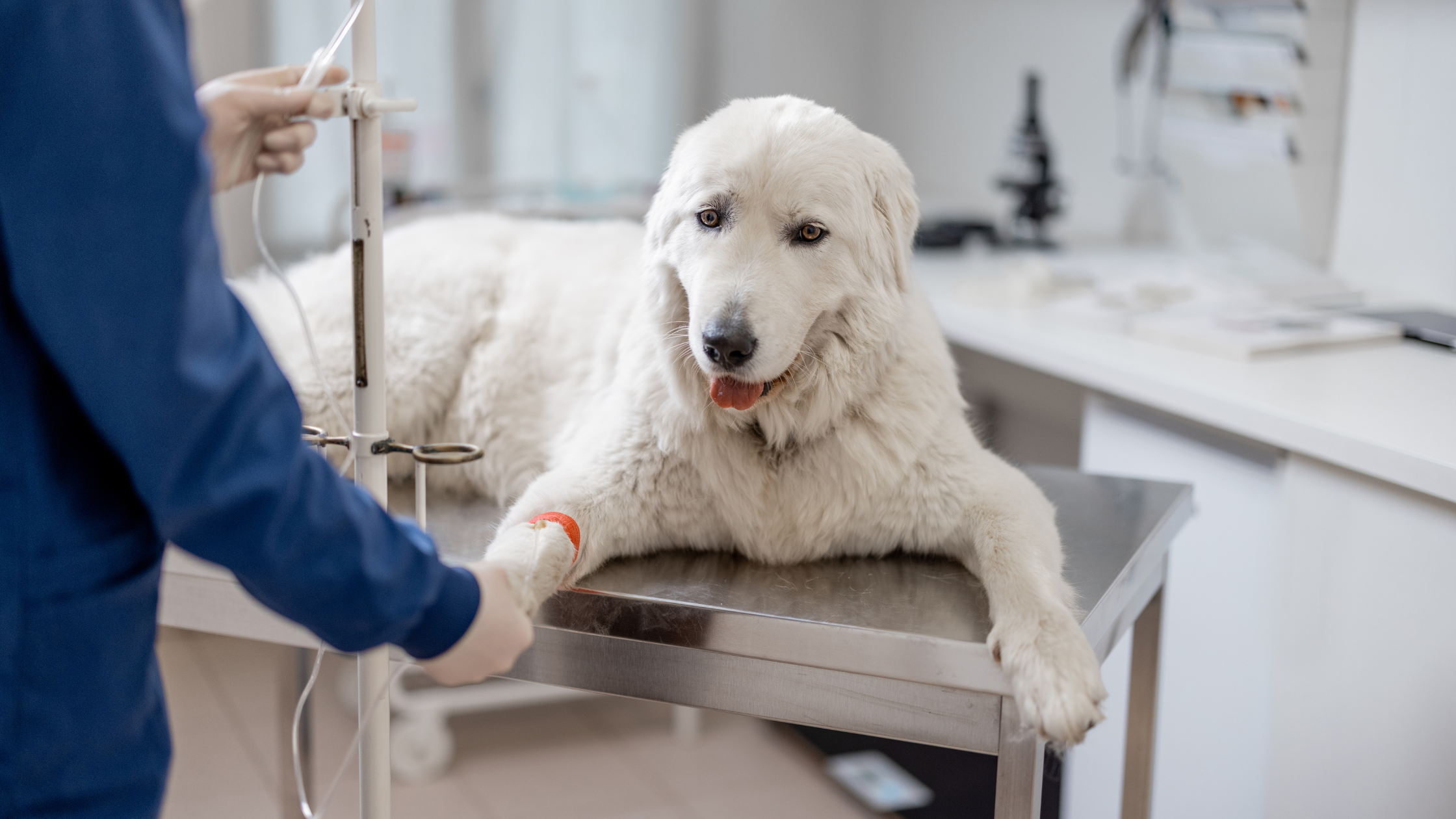 a dog in a veterinary clinic