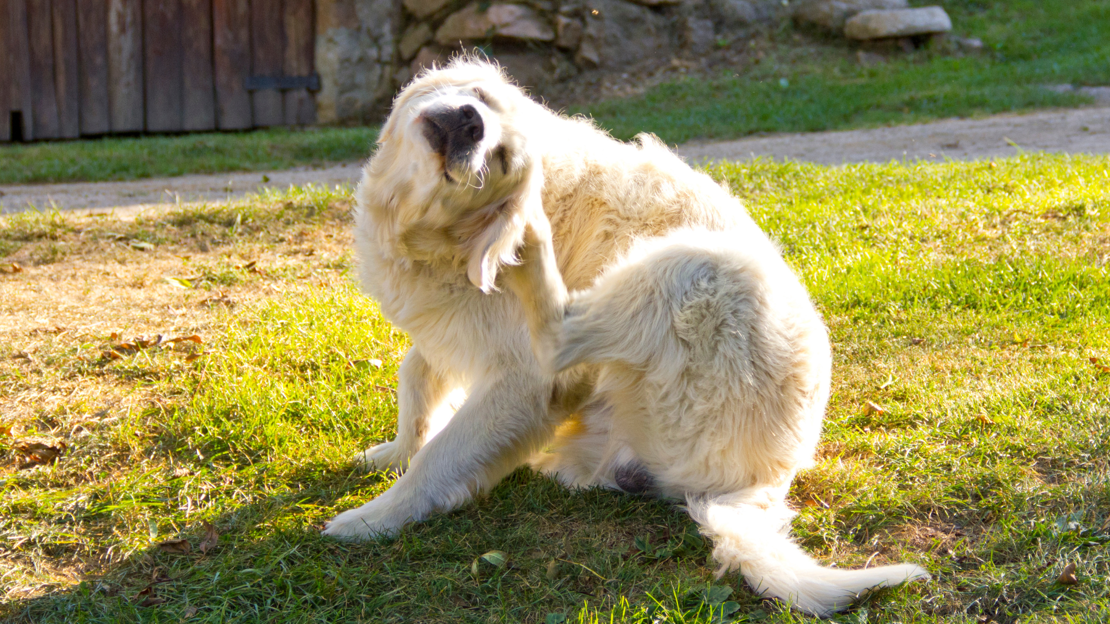 dog fleas: the dog scratches itself in the lawn