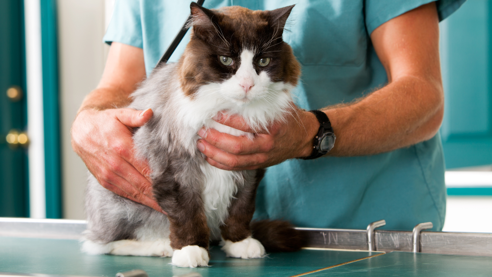 A cat in a veterinary clinic