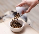 How to feed your dog correctly – 5 tips
