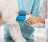 My dog ​​is limping: why and what should I do?