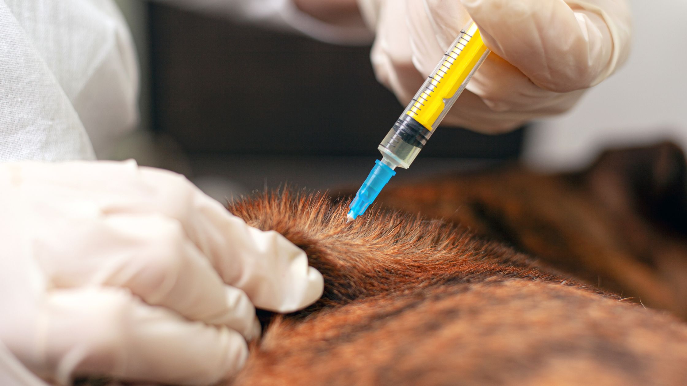 Tick Injection Tick Vaccines for Dogs (Bravecto Injection)