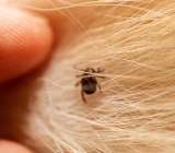 Tick ​​vaccines for dogs: how do they work and how long do they protect?