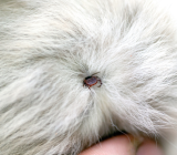 Tick ​​bite in cats: is it dangerous? What to do