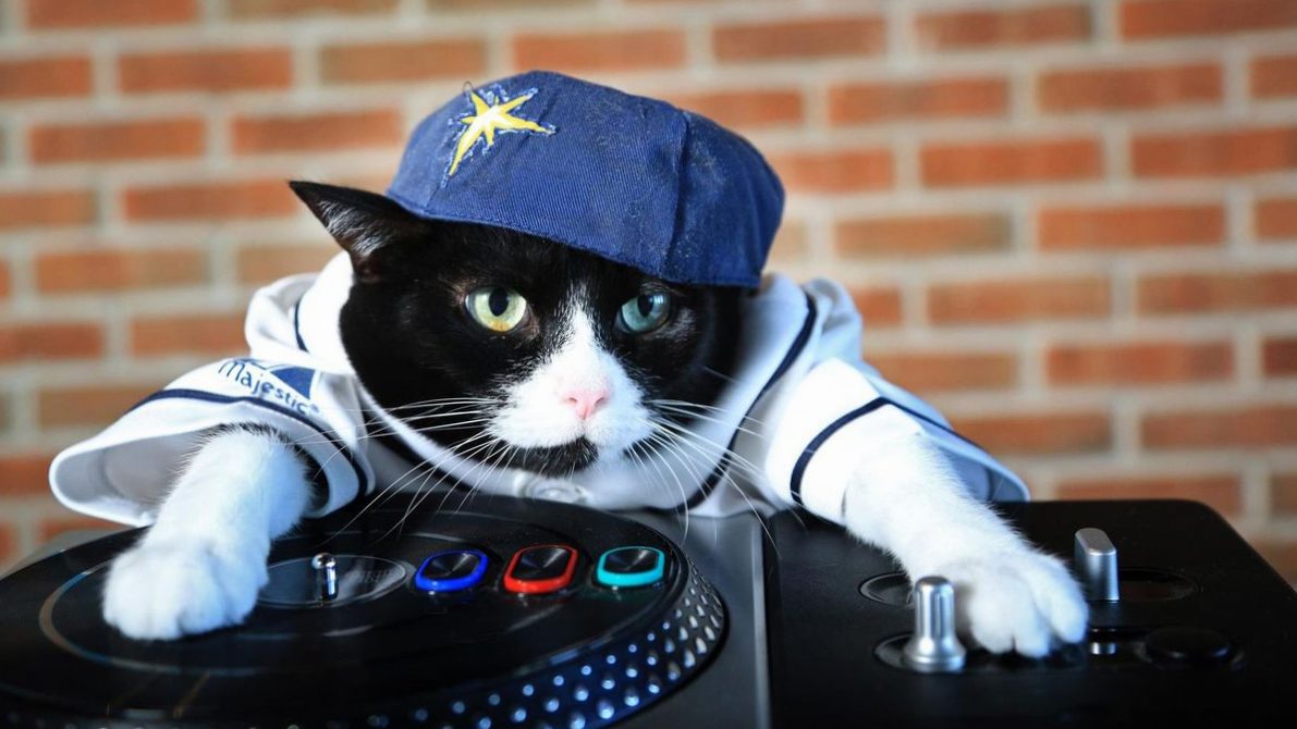 A funny cat captivated the Internet: why he is so charming