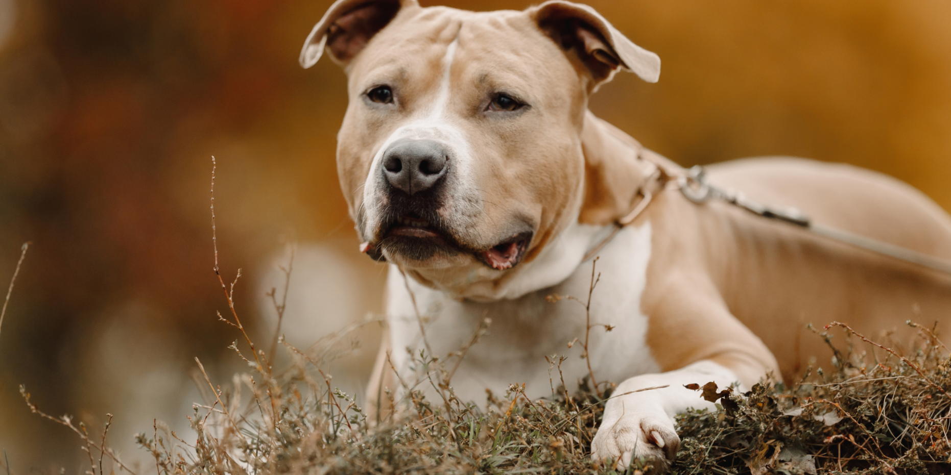 American Staffordshire Terrier: what you need to know