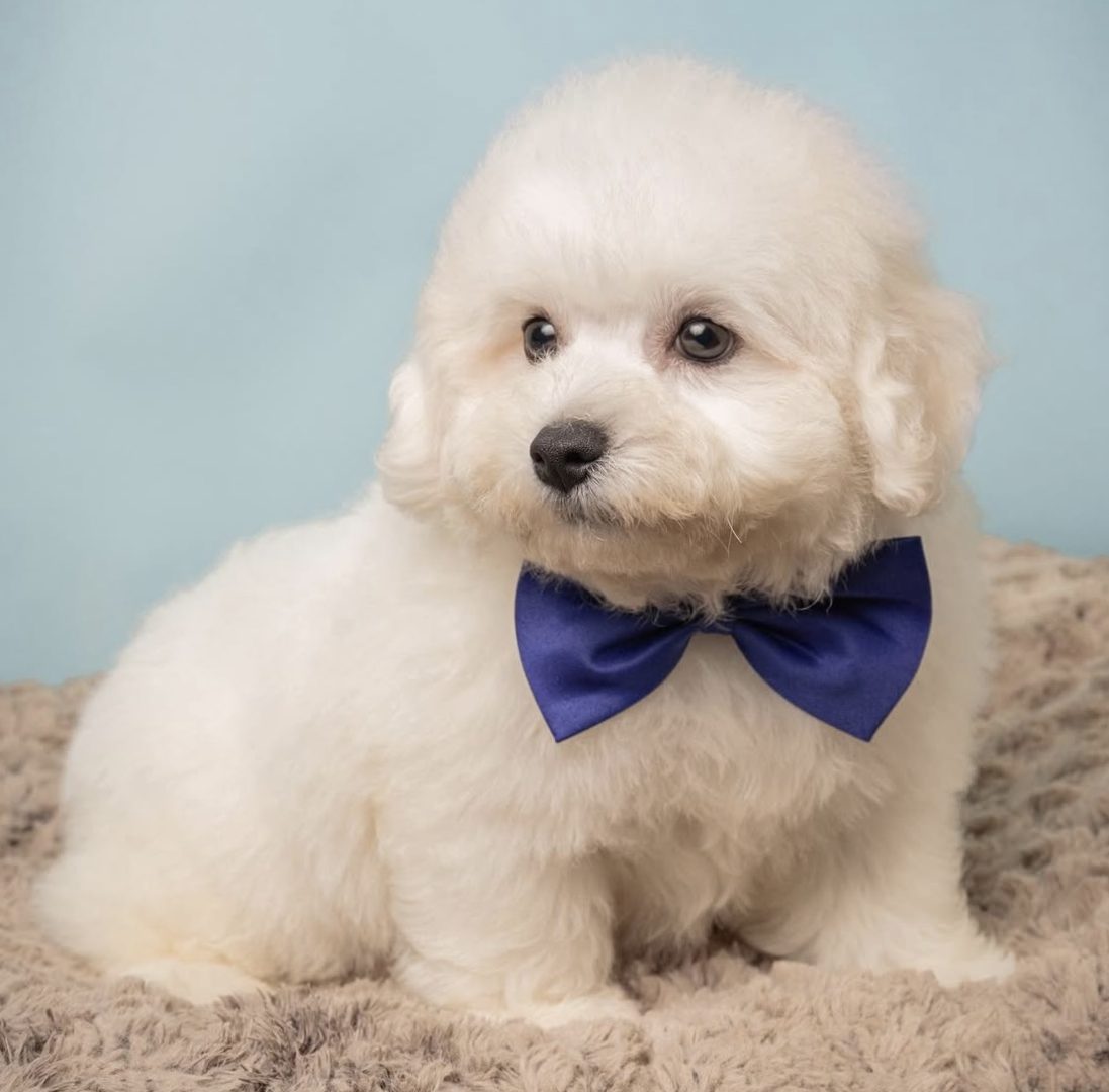 Bichon dog: the most important things before buying