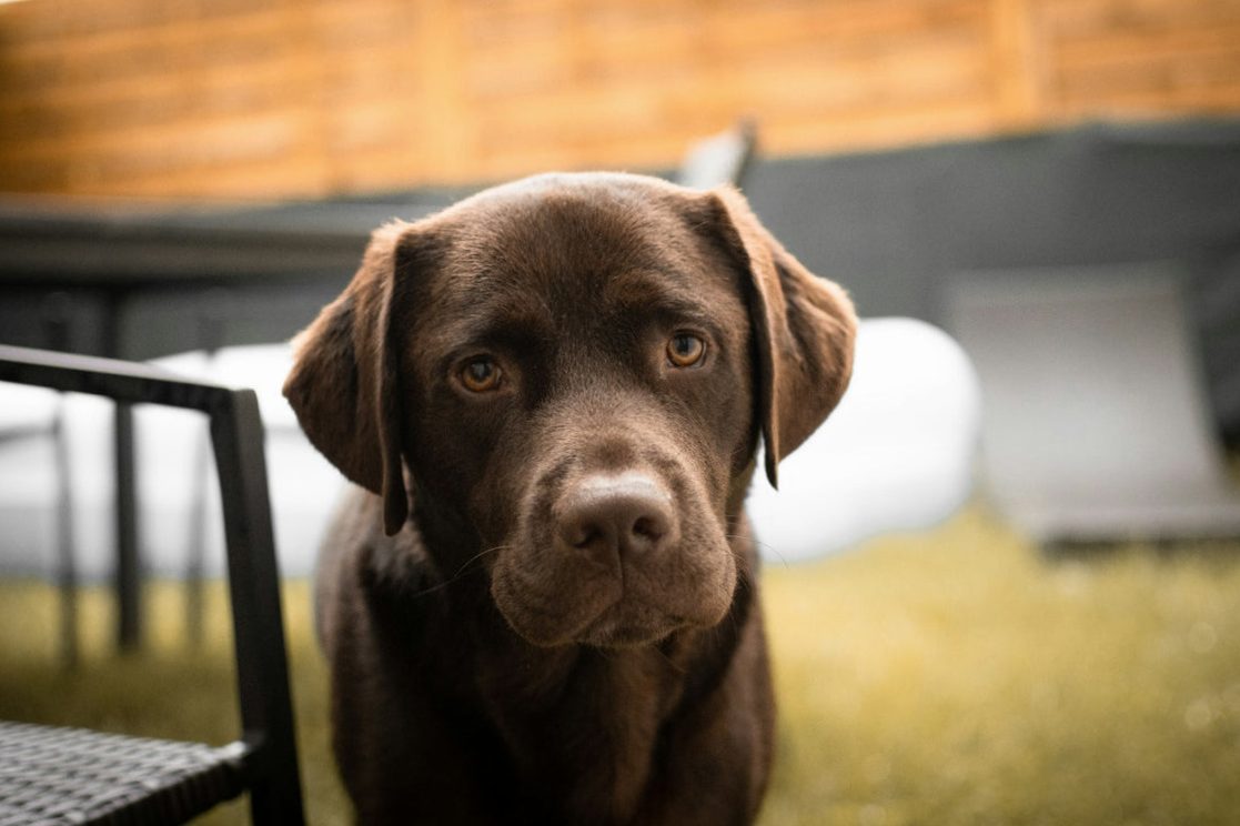 Brown Labrador: The most important thing before buying a dog