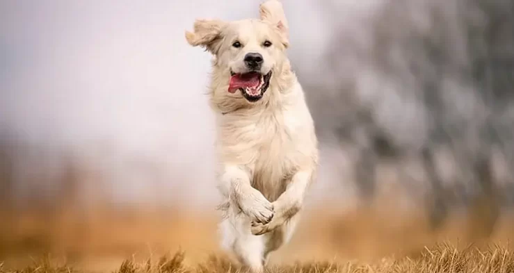 Obesity in dogs: the suffering often goes unrecognized 2
