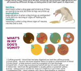 The dog vomits bile: causes and help