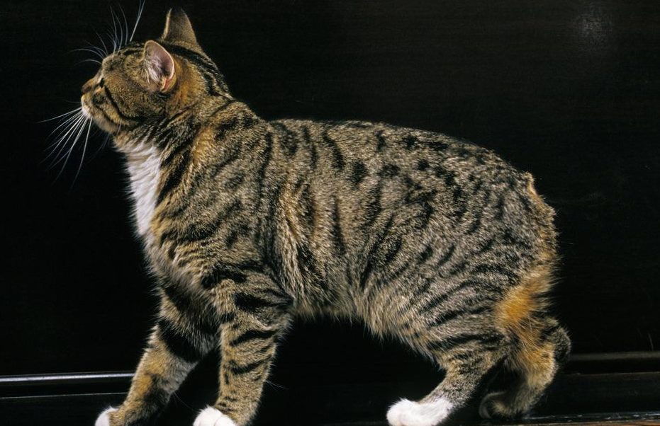 The Manx cat is a unique tailless breed native to the Isle of Man