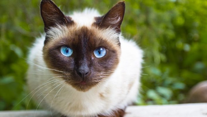 The most popular cat breeds in Lithuania