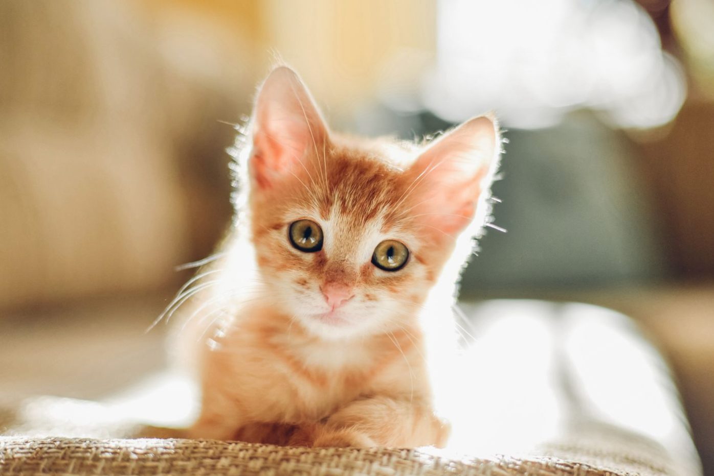 The most popular cat names and their meanings