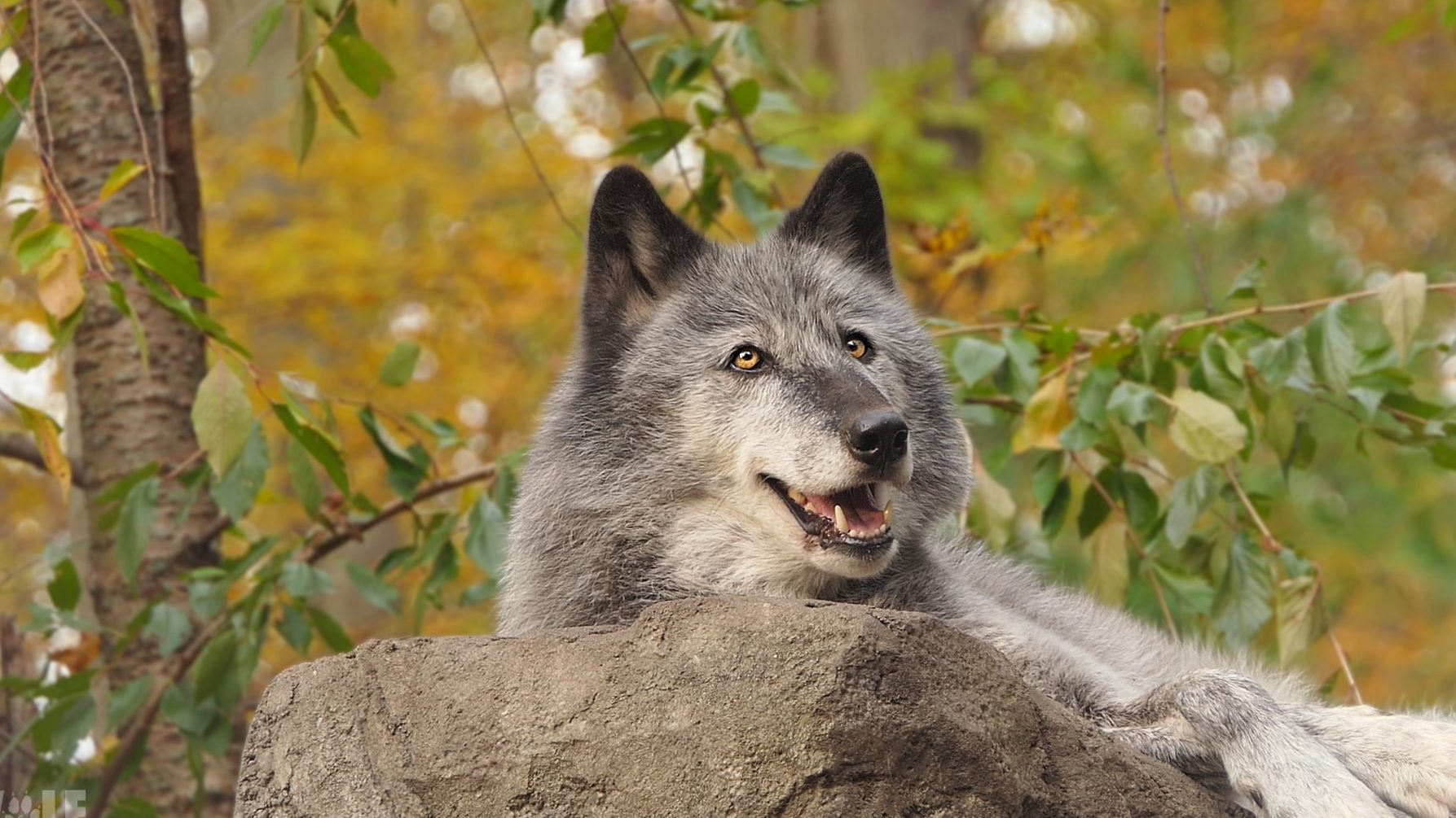 The wolf is the animal of 2021: symbol of nature conservation