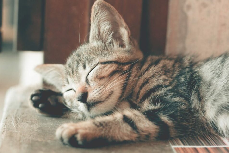 What does it mean to dream of cats: mysterious signs of the subconscious