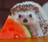 What hedgehogs eat: the definitive guide to their nutrition