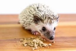What hedgehogs eat: the definitive guide to their nutrition