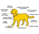 When can a pet’s behavior indicate illness?