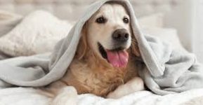 When can a pet's behavior indicate illness?