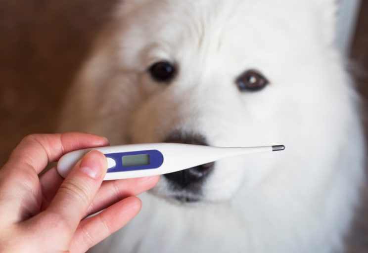 When does a dog have a fever?