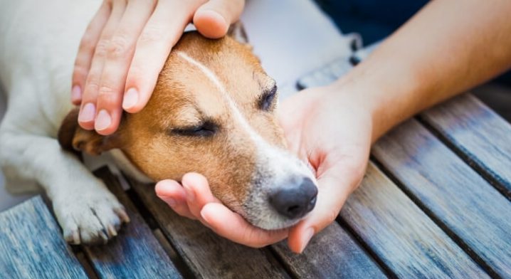 Why does my dog ​​vomit yellow?
