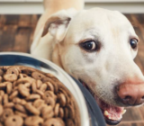 ​This will make your dog active and happy again!​