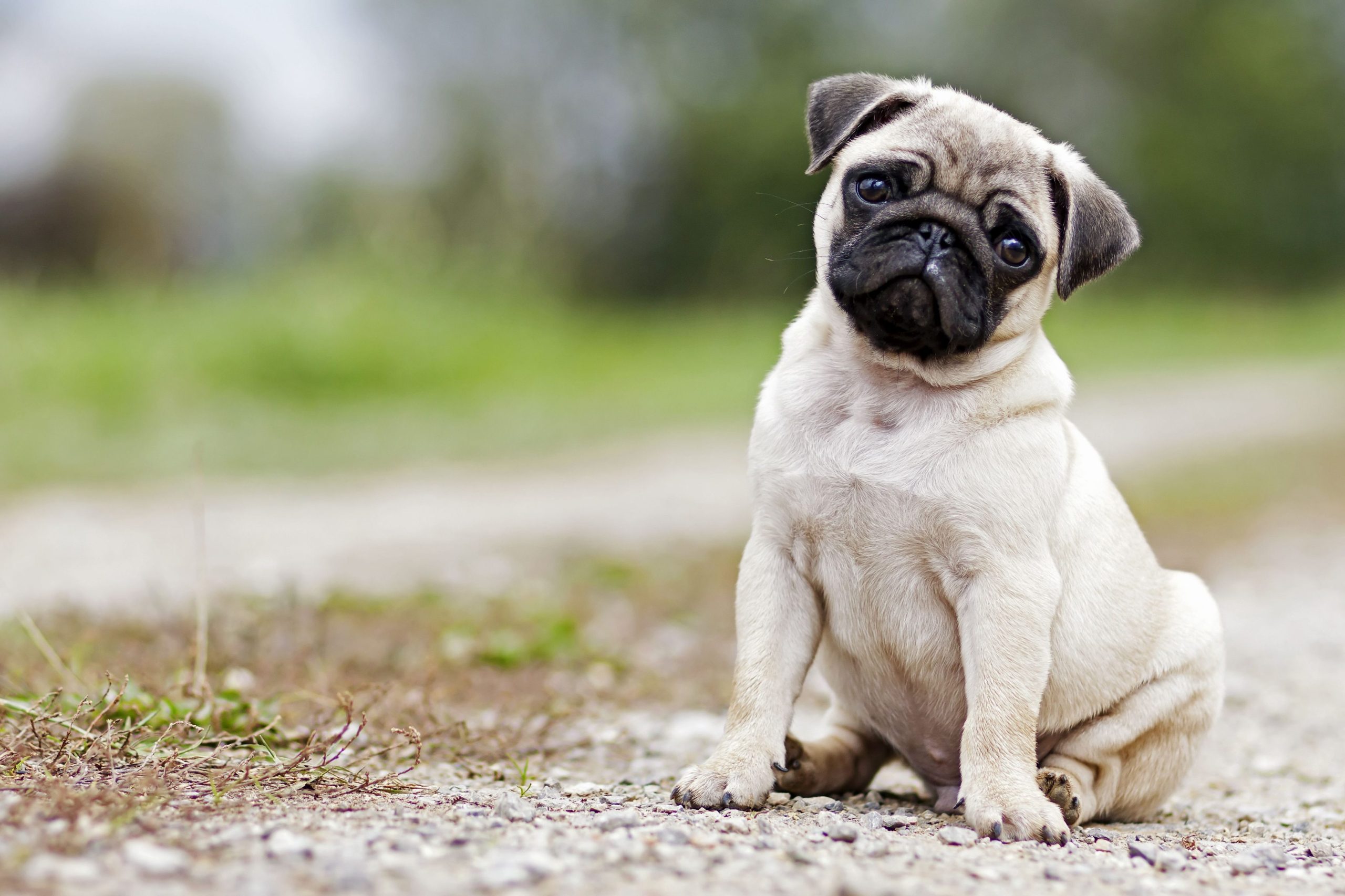 11 lively dog ​​breeds for families