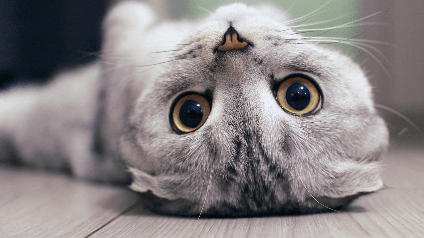 Adopt a cat? You should pay attention to this!