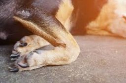 Arthritis in dogs! What can I do?