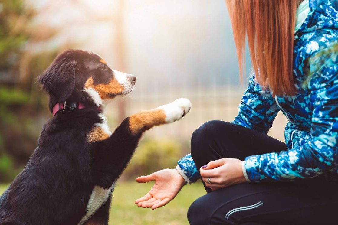 Calming Tips for Overzealous Dogs