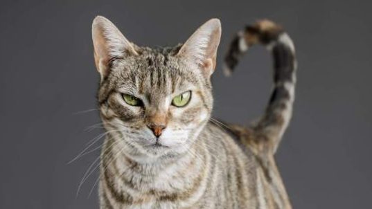 Cat Language: What Does Your Cat Want to Tell You?