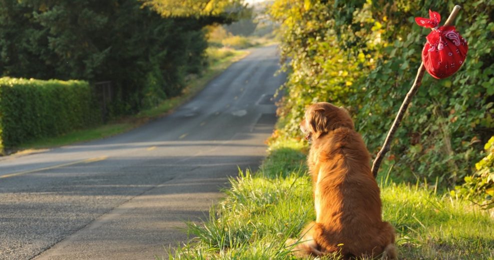 Does your dog always run away?