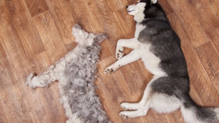 Does your dog shed a lot of hair?