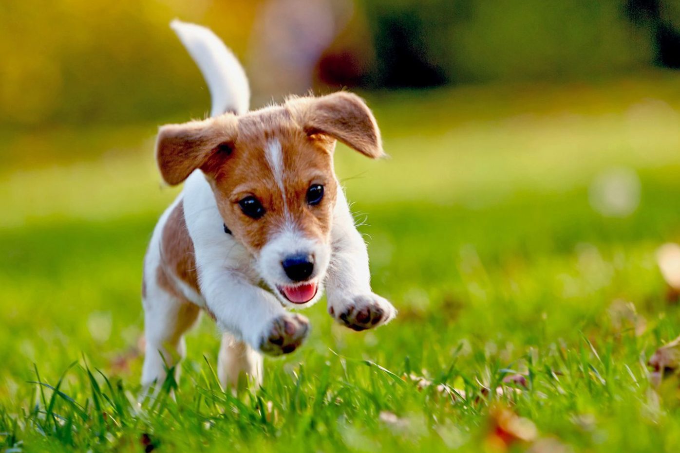 Dog breeds that bark little: only Russel