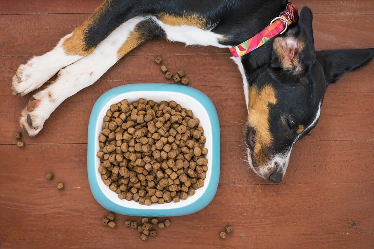 Food supplements for dogs: useful or not?