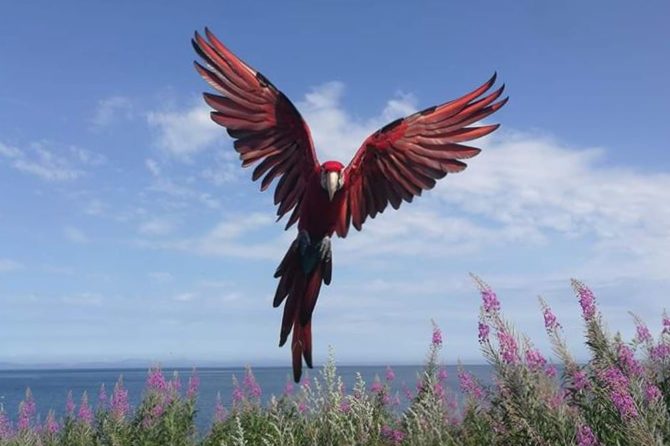 Free flight for birds | Why is free flight important for birds?