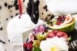 Fruits and vegetables for your dog