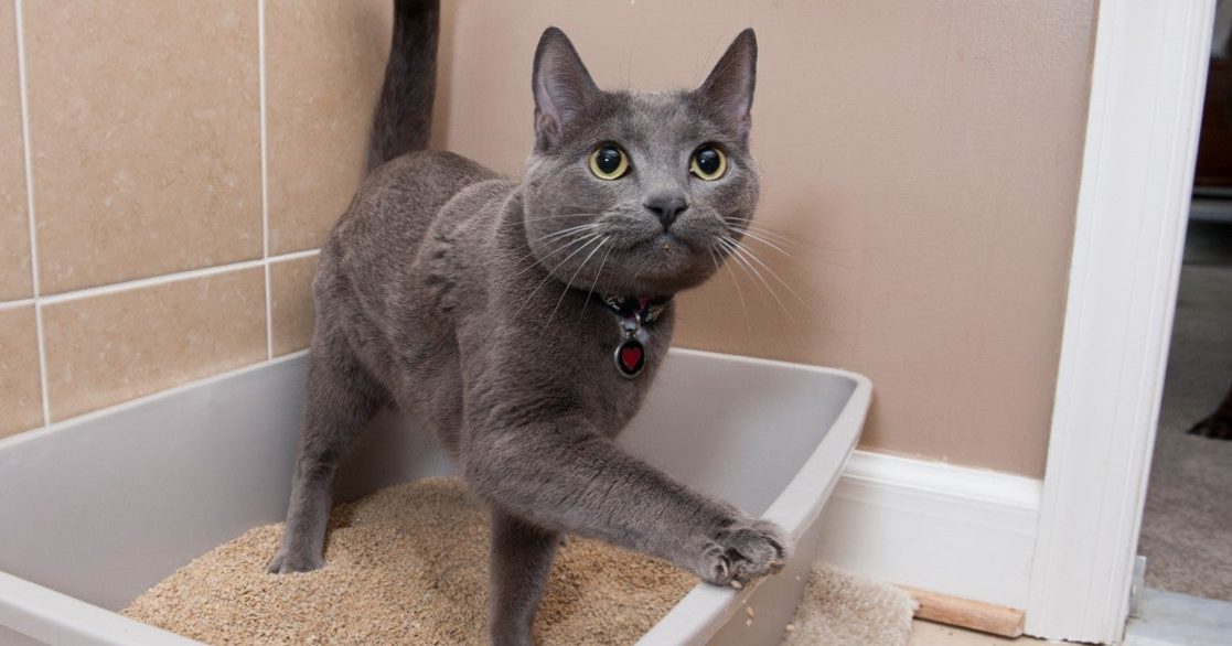 Get your cat used to the litter box